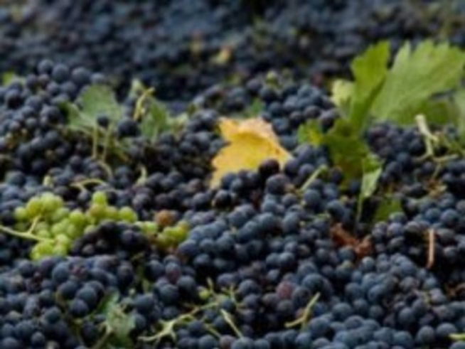 Гроздов сок за кадифена гладкост