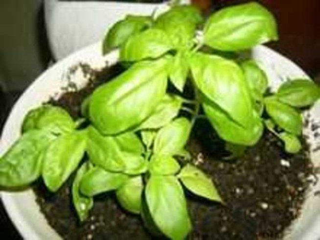 Босилек в саксия