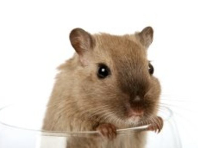 Китайският хороскоп: зодия Плъх (Мишка)