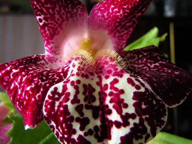 Снимка: Wikimedia Commons