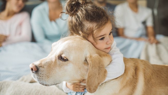 Лабрадорите са лоялни семейни кучета с уравновесен темперамент. Снимка: istock