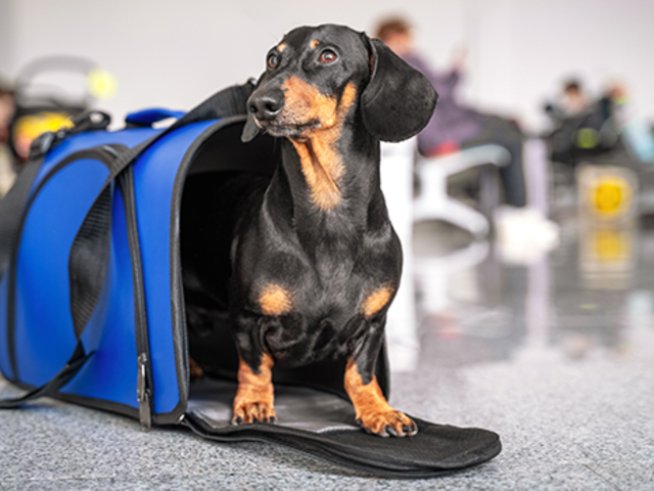 „България Еър“ премахва таксите си за домашни любимци за украински бежанци