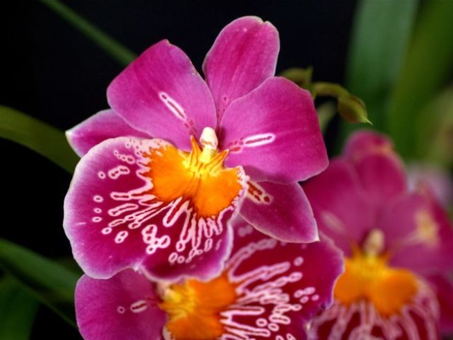 Снимка: Wikimedia Commons