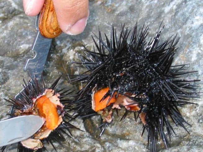 Снимка: abc.net.au