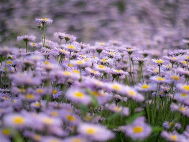 Снимка: pixabay