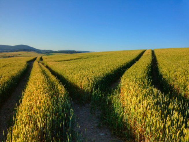 Снимка: thinkstock