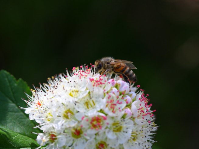 Снимка: freeimages