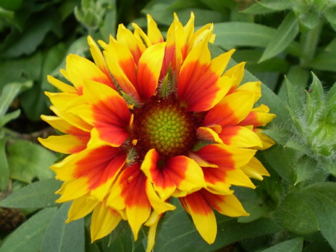 Снимка: Wikimedia Commons