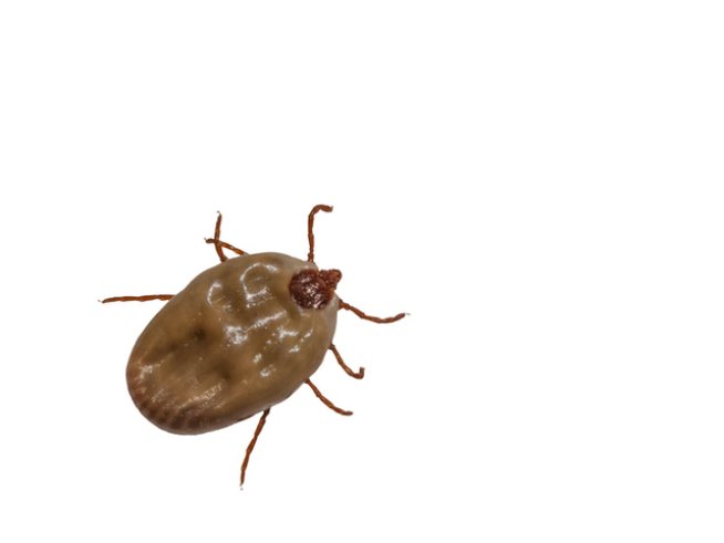 Снимка: istock