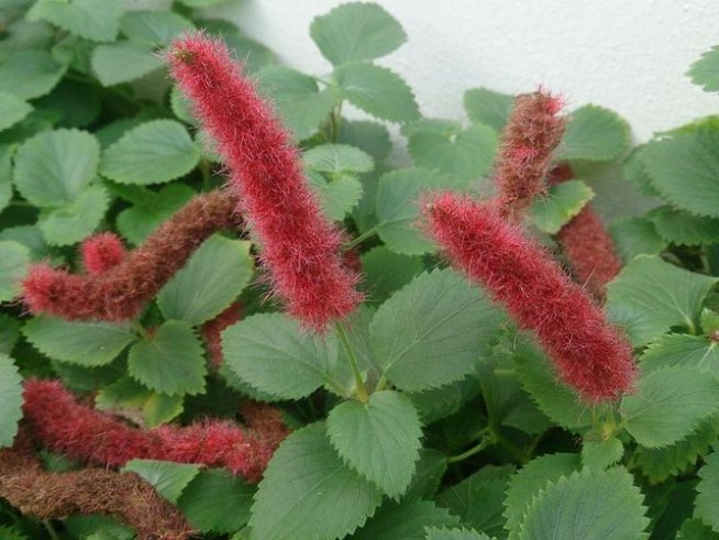 Снимка: Wikimedia Commons