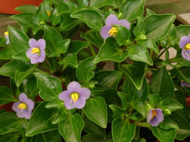 Снимка: Wikimedia Commons