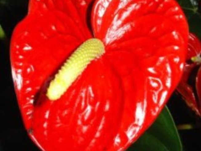 Антуриум - Anthurium - аристократично цвете
