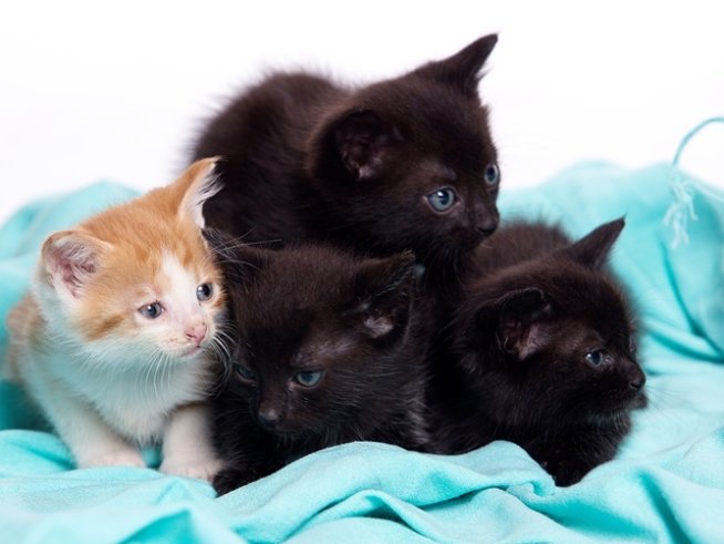 Дете и коте? Мисията е възможна!