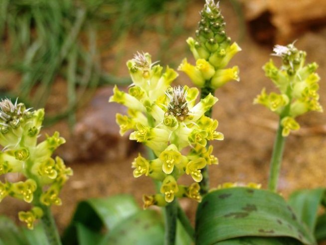 Снимка: Wikimedia Commons