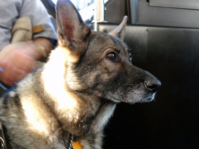 Вече може с куче в автобуса