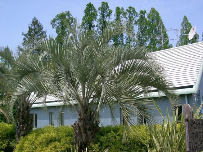 Снимка: wikimedia commons