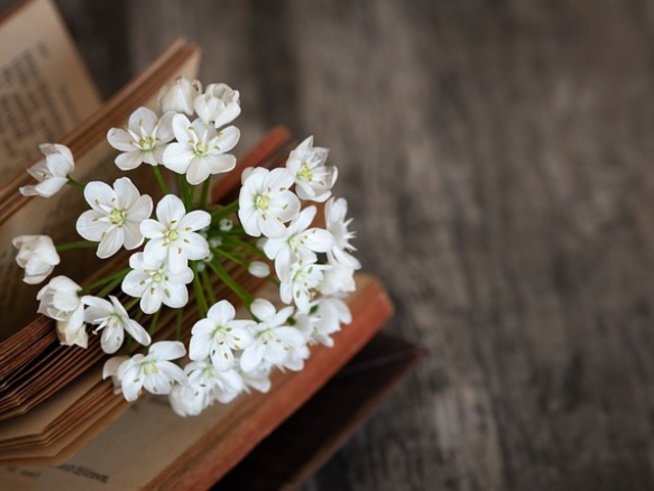 Снимка: pixabay