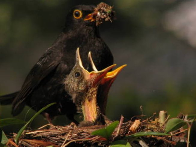 Дундуркаме децата и след пълнолетие