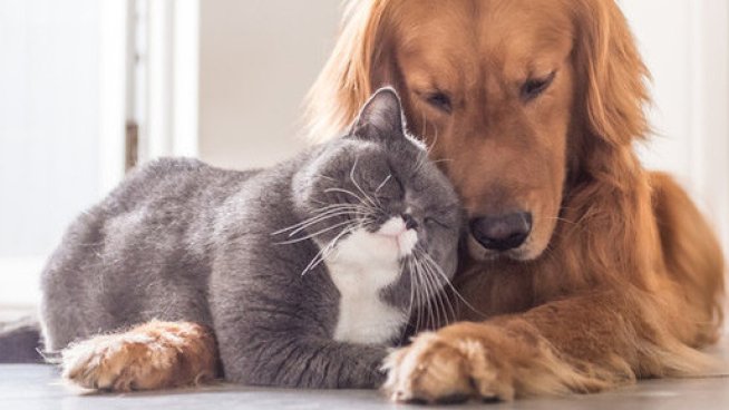 Пазете домашните си любимци от етерични масла.Снимка: istock