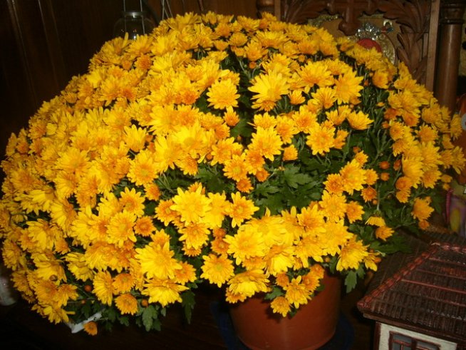 Снимка: Вергиния Генова