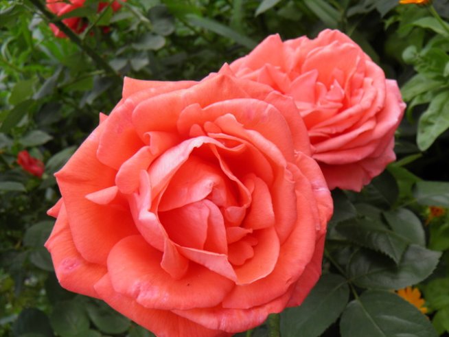 Снимка: Вергиния Генова