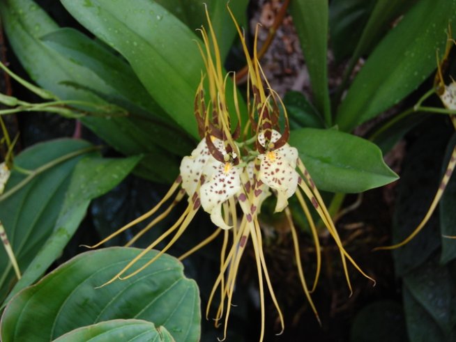 Снимка: Wikimedia Commons