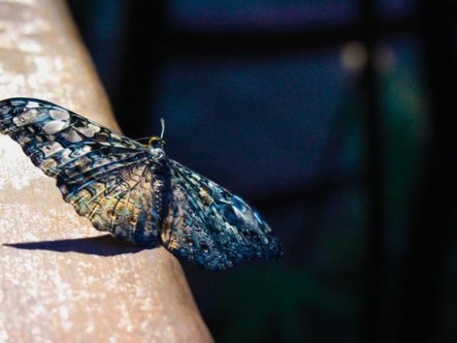 Снимка: pexels