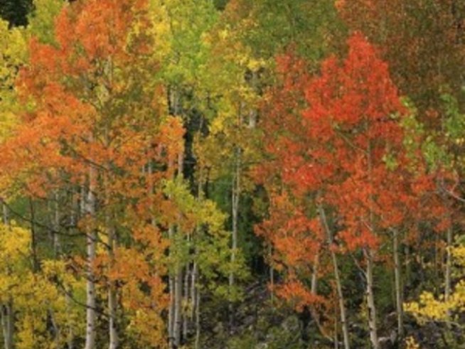 Есенна поезия