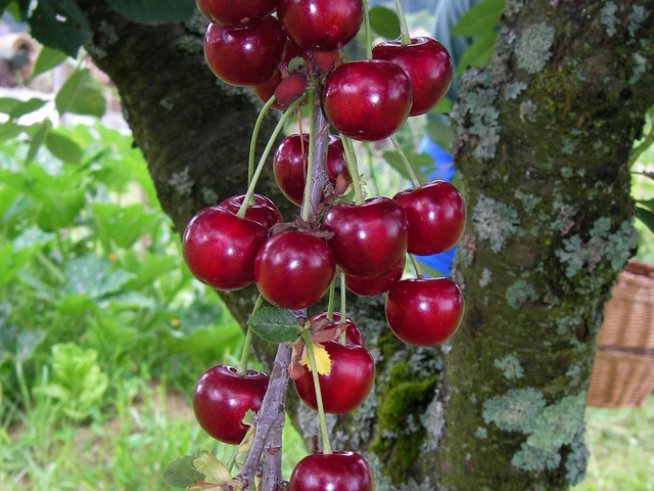 Снимка: Sxc.hu