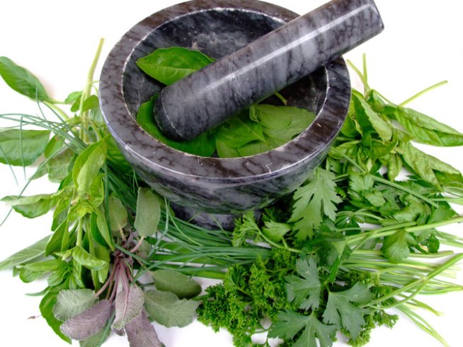 Полезни билки. Снимка: Sxc.hu