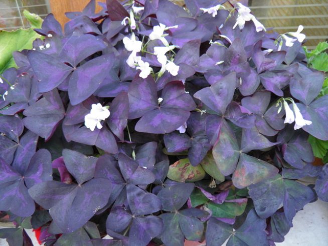 Снимка: Вергиния Генова