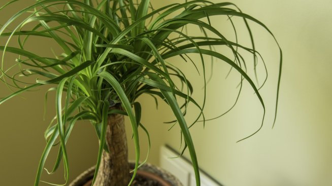 Как се отглежда нолина? Снимка: istock