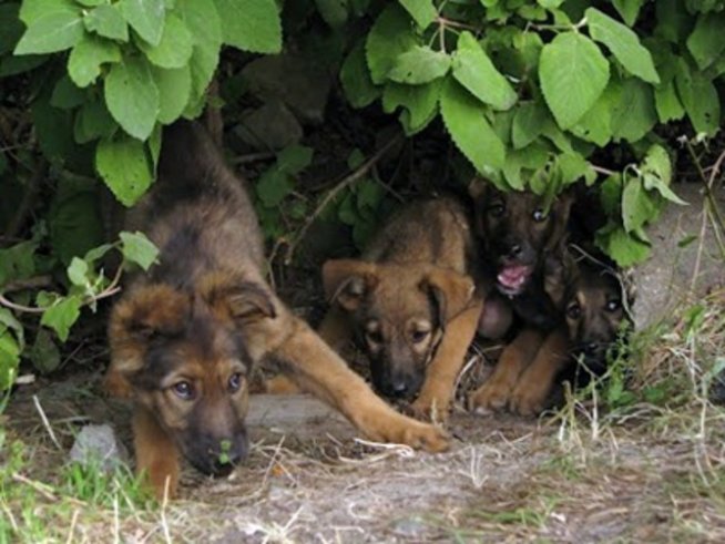 ЕС ще забрани избиването на бездомните кучета