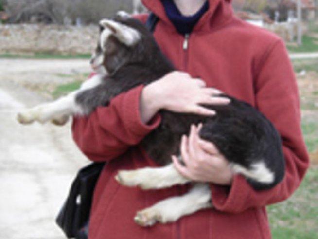 Жената поет