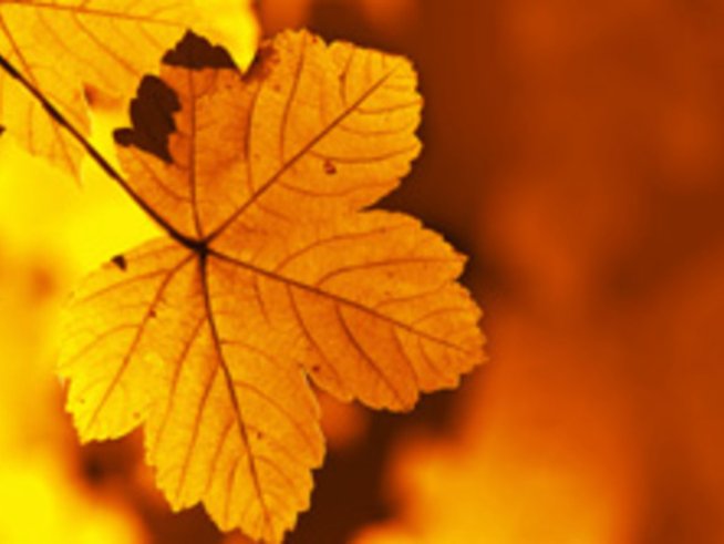 Вишневочервената простота на всички истини