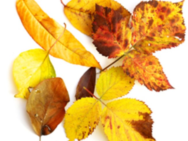 Тази прекрасница