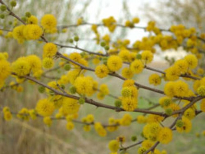 Вечно свежи есенни клонки във вазата