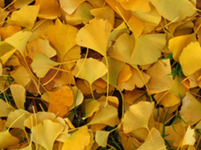 Есента и аз