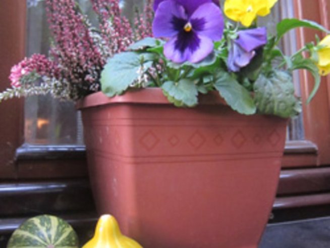 Цветя в саксия през октомври