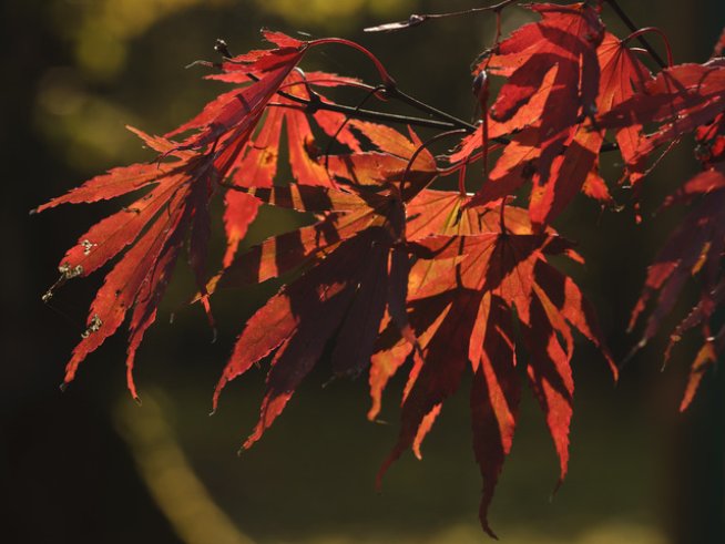 Снимка: Sxc.hu