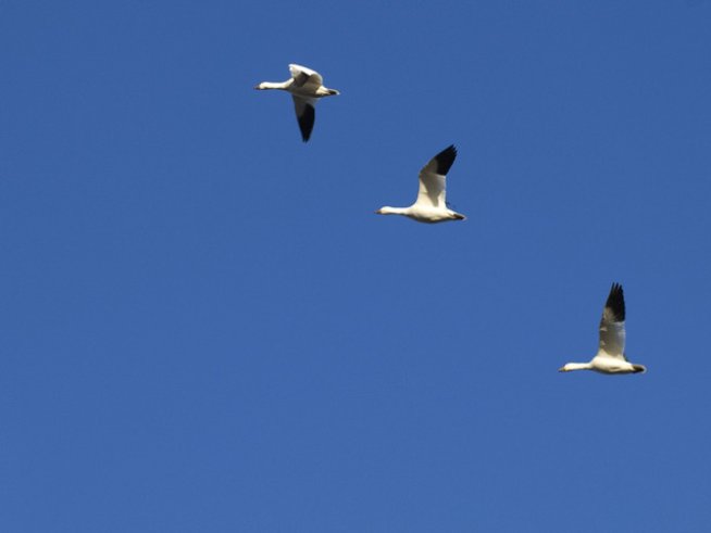 Снимка: freeimages.com