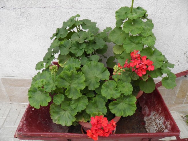 Снимка: Вергиния Генова