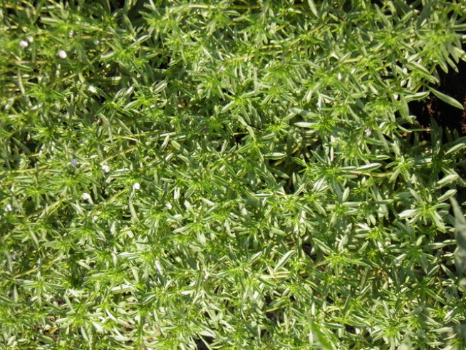 Снимка: Вергиния Генова