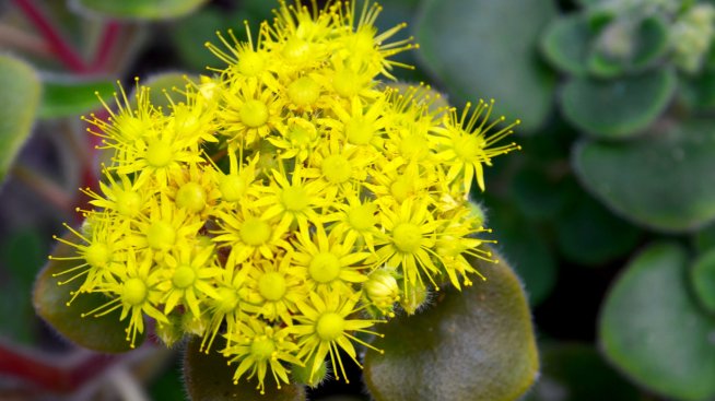 Аихризон. Снимка: istock