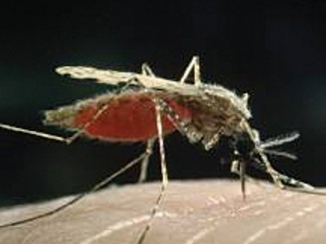 За лято без комари и кърлежи