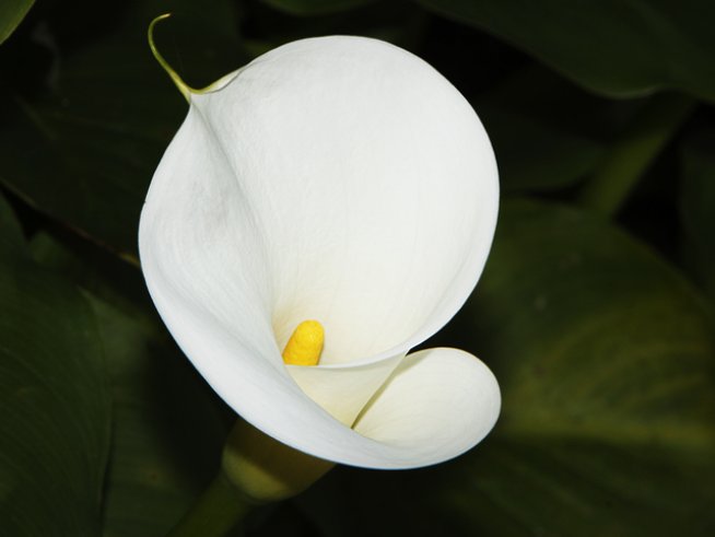 Снимка: Wikimedia Commons