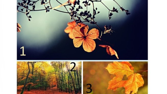 Снимка: pixabay