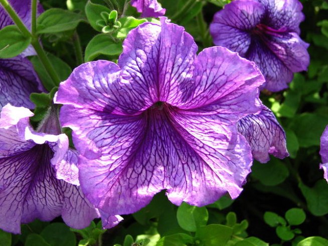 Снимка: Wikimedia Commons