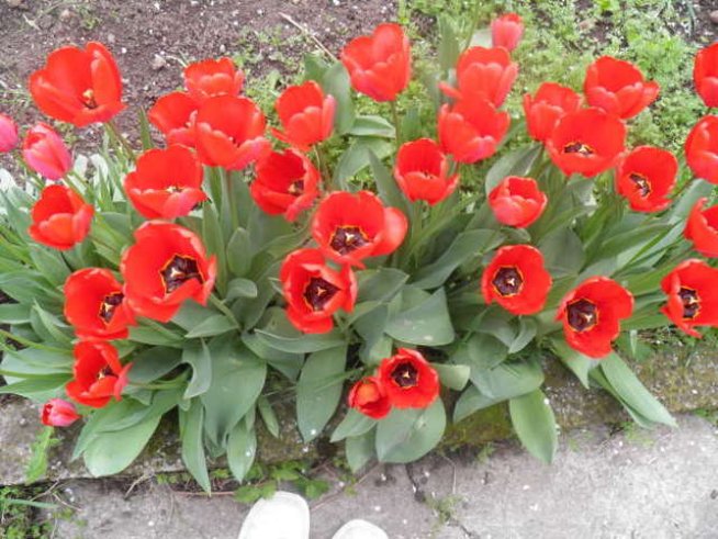 Лалетата –  пеперудена феерия