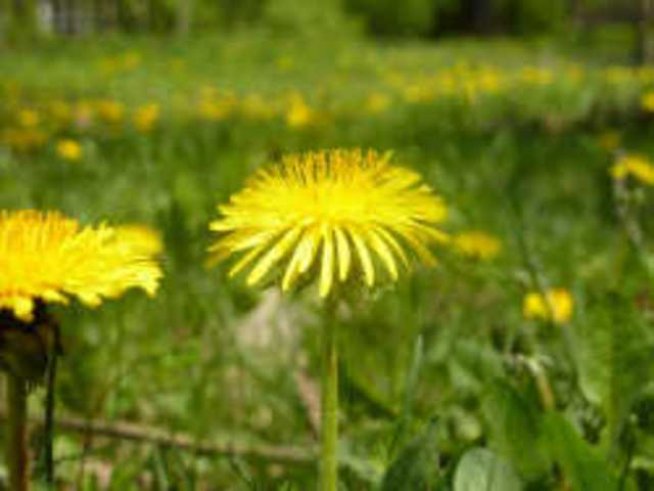 Доброволци чистят Южния и Западния парк в София